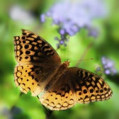 Enlarge photo 328