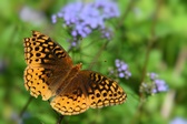 Enlarge photo 327