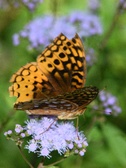 Enlarge photo 333