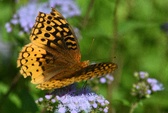 Enlarge photo 340