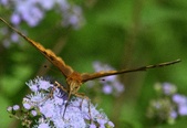 Enlarge photo 346