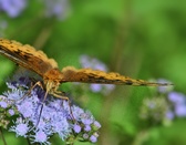 Enlarge photo 345