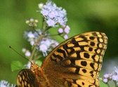 Enlarge photo 343