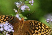 Enlarge photo 349