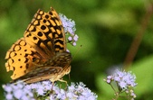 Enlarge photo 348