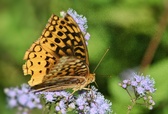 Enlarge photo 347
