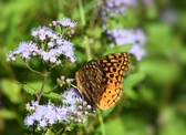 Enlarge photo 352