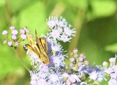 Enlarge photo 354