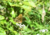 Enlarge photo 358