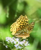 Enlarge photo 357