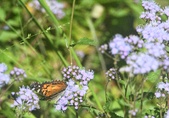Enlarge photo 356