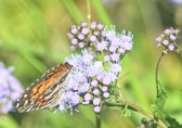 Enlarge photo 355