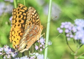 Enlarge photo 362