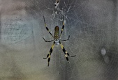 Enlarge photo 18