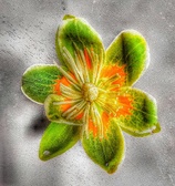 Enlarge photo 107