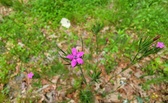 Enlarge photo 79