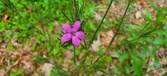 Enlarge photo 85