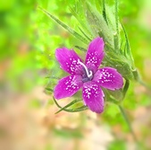 Enlarge photo 88