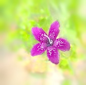 Enlarge photo 93