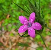 Enlarge photo 91