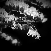 Enlarge photo 51
