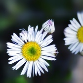 Enlarge photo 54