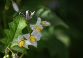 Enlarge photo 118