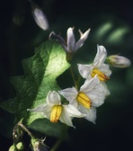 Enlarge photo 124