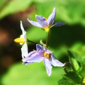 Enlarge photo 122