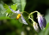 Enlarge photo 131