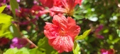 Enlarge photo 77