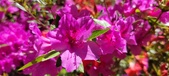 Enlarge photo 75