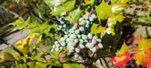 Enlarge photo 74