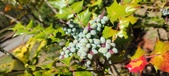 Enlarge photo 73