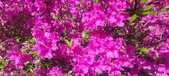 Enlarge photo 72