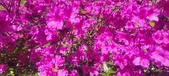 Enlarge photo 71