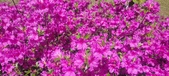Enlarge photo 70