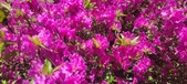 Enlarge photo 69