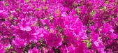 Enlarge photo 68