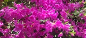 Enlarge photo 66
