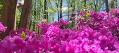 Enlarge photo 65