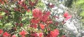 Enlarge photo 61