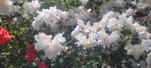 Enlarge photo 80
