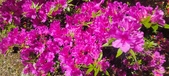 Enlarge photo 56
