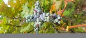 Enlarge photo 67
