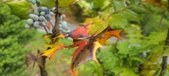 Enlarge photo 44