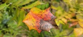 Enlarge photo 46