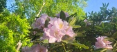 Enlarge photo 37
