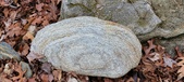 Enlarge photo 56