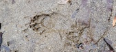 Enlarge photo 61